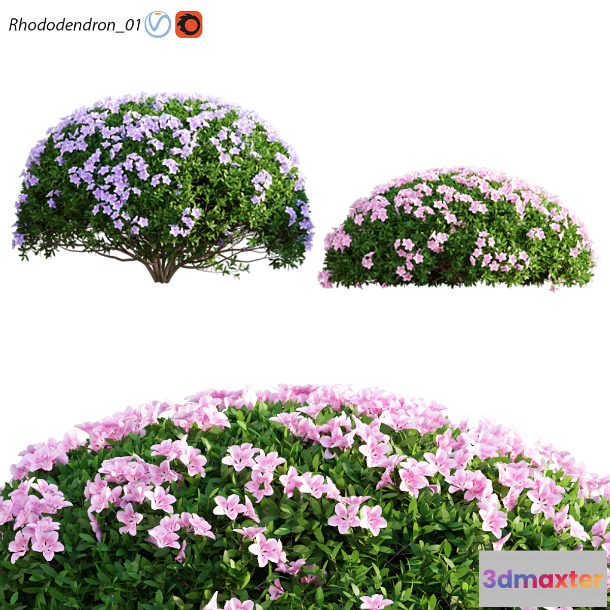1458046 - Rhododendron_01 3D Max