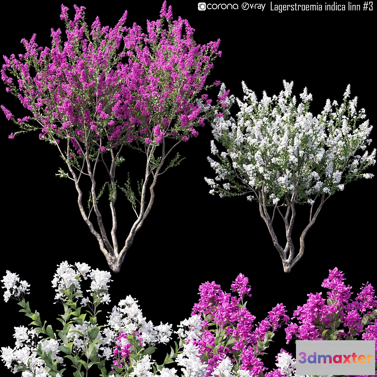 1458278 - Lagerstroemia indica linn # 3 3D Max