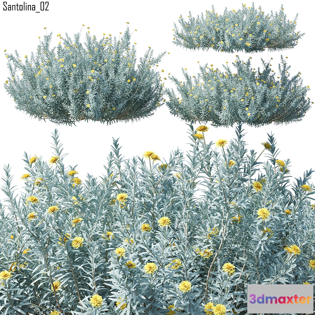 1458680 - Santolina 3D Max
