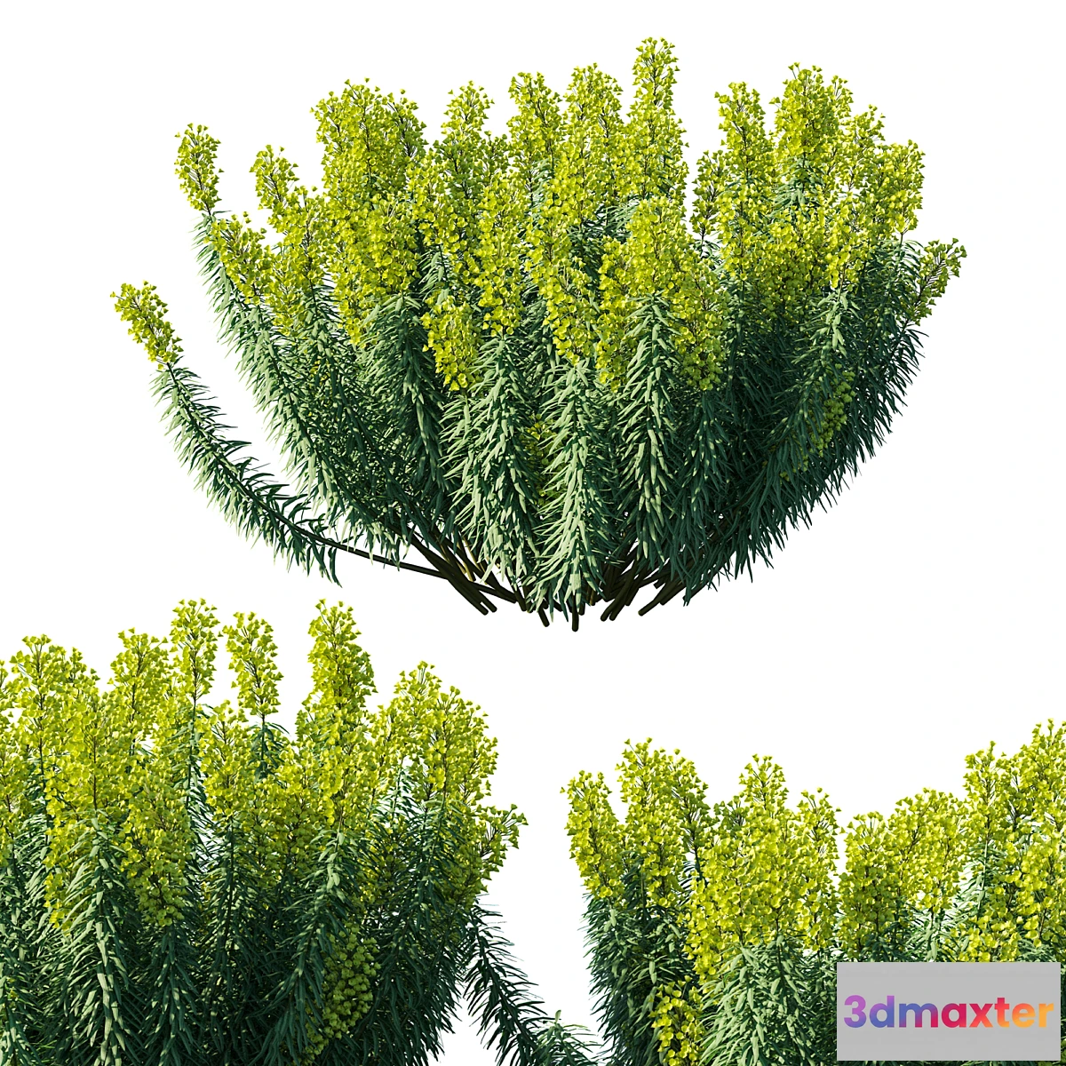 1462030 - Mediterranean Spurge 3D Max