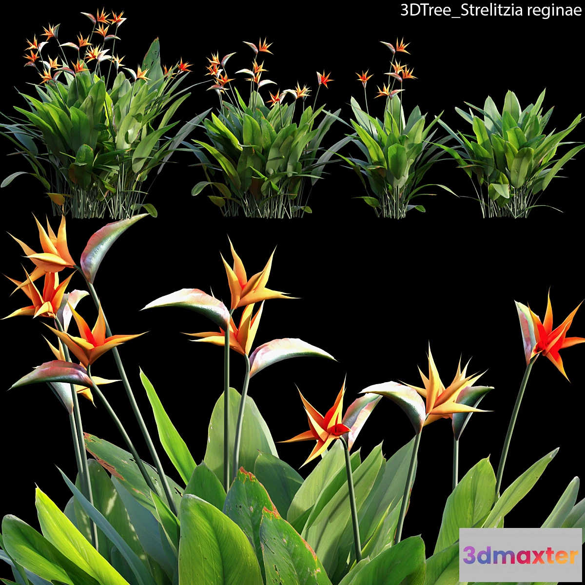 1463774 - Strelitzia reginae 02 3D Max