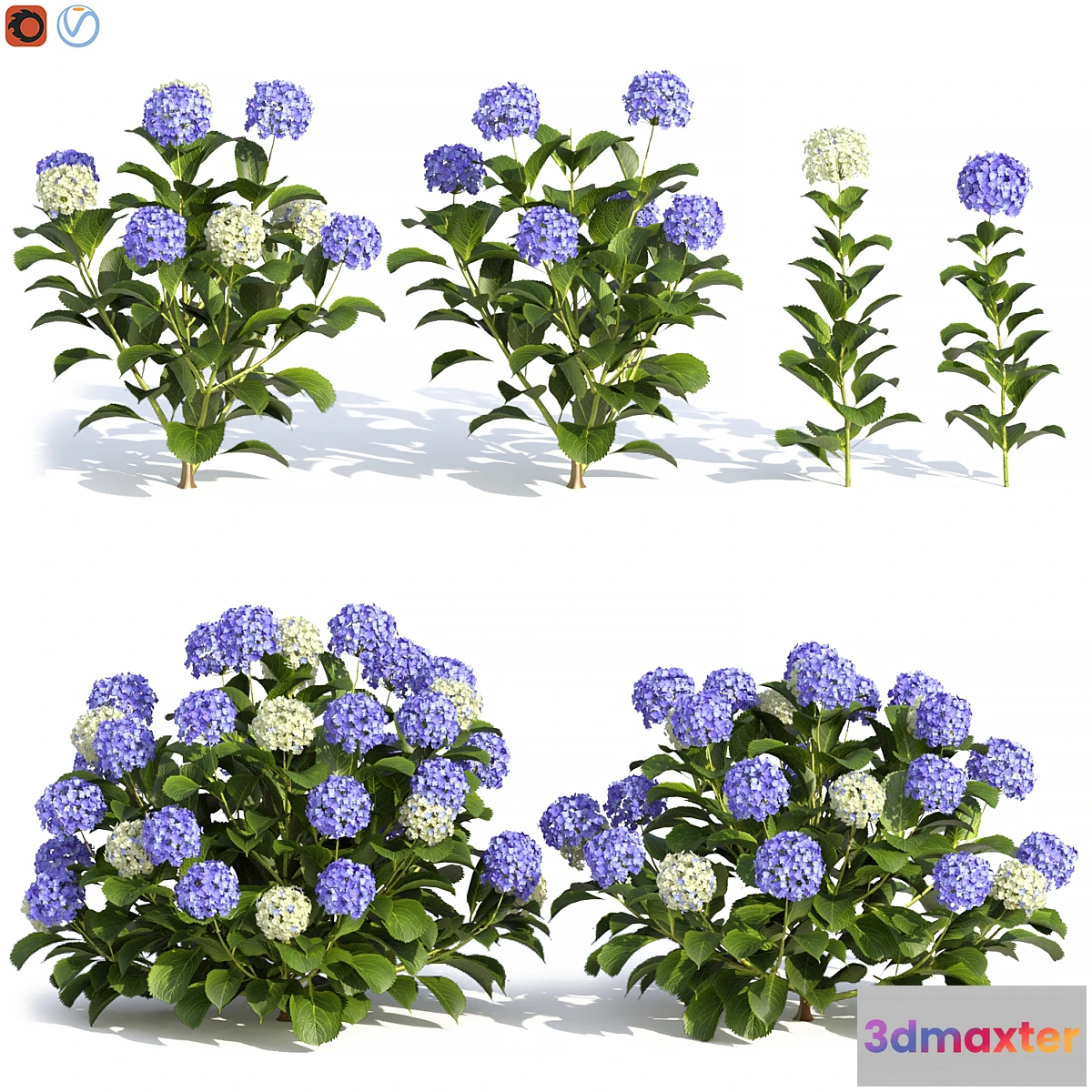 1465648 - Hydrangea Flowers 3D Max