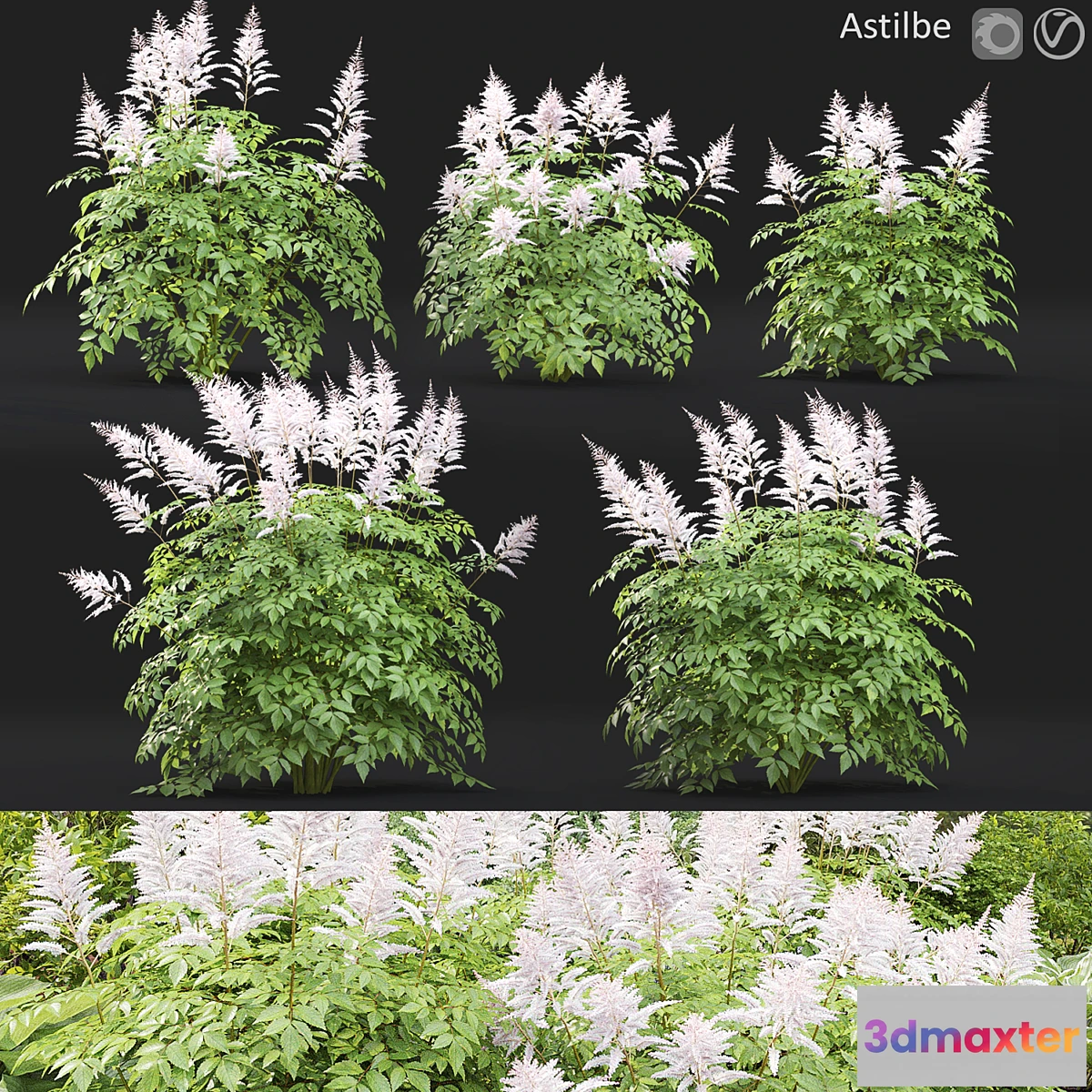 1466042 - Astilbe 3D Max