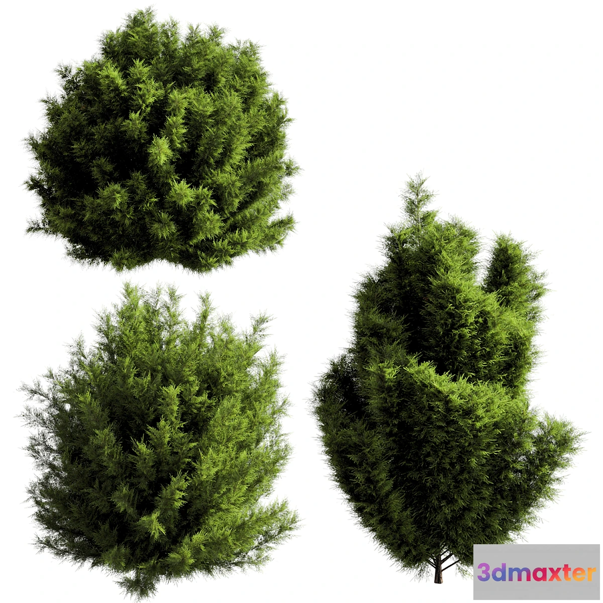 1467426 - bush outdoor grass 053 3D Max