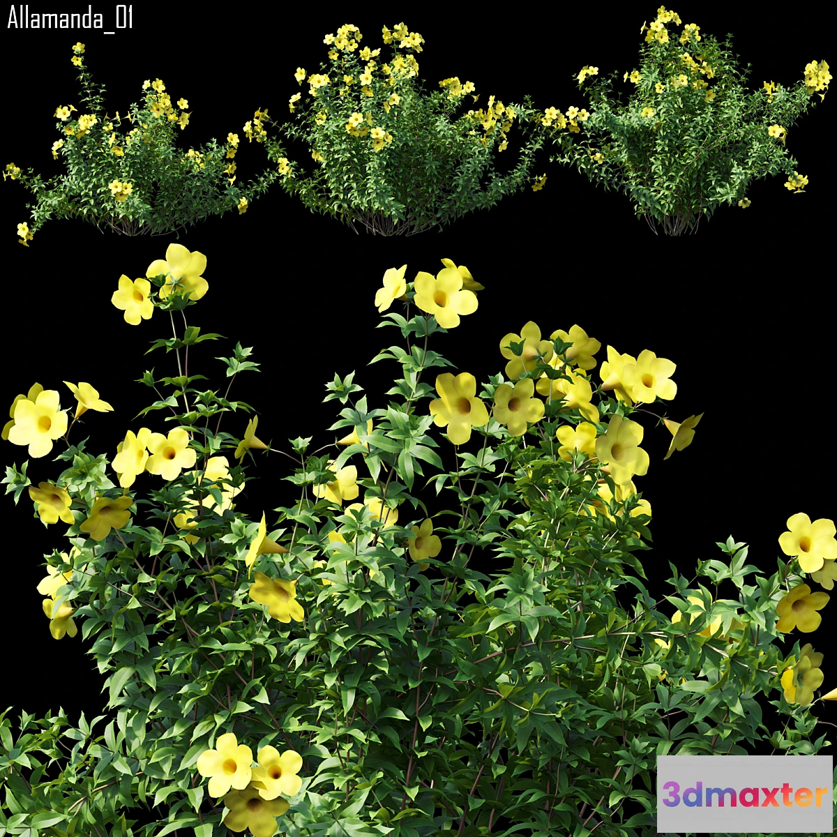 1467888 - Allamanda 01 3D Max