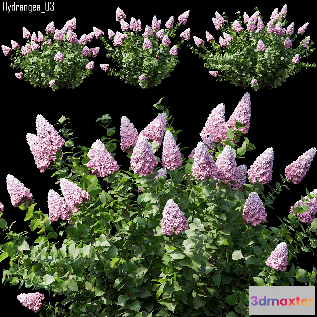 1469496 - Hydrangea 03 3D Max