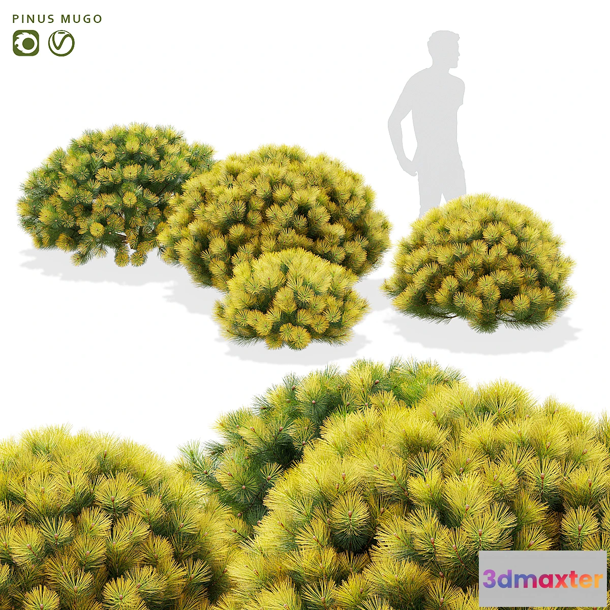 1470354 - Mountain pine bushes  Pinus mugo 3D Max