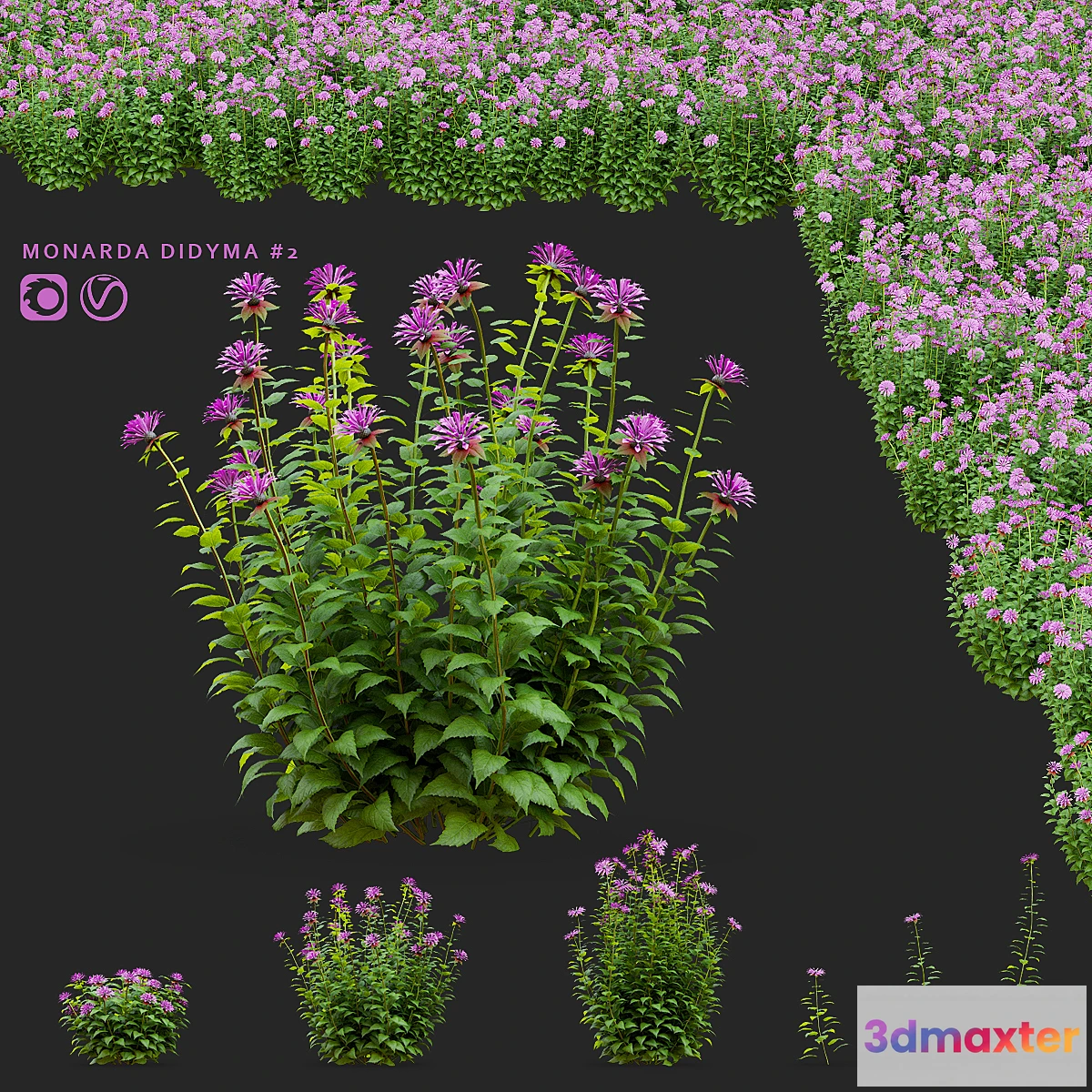 1471302 - Monarda flowers  Monarda didyma #2 3D Max