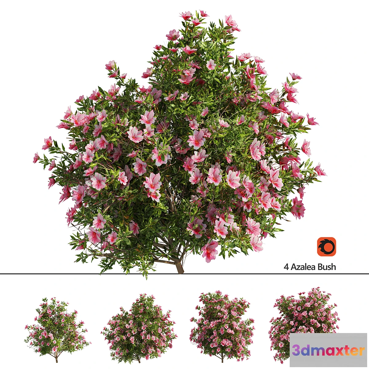 1473042 - 4 spring Azalea Flower Bush 3D Max