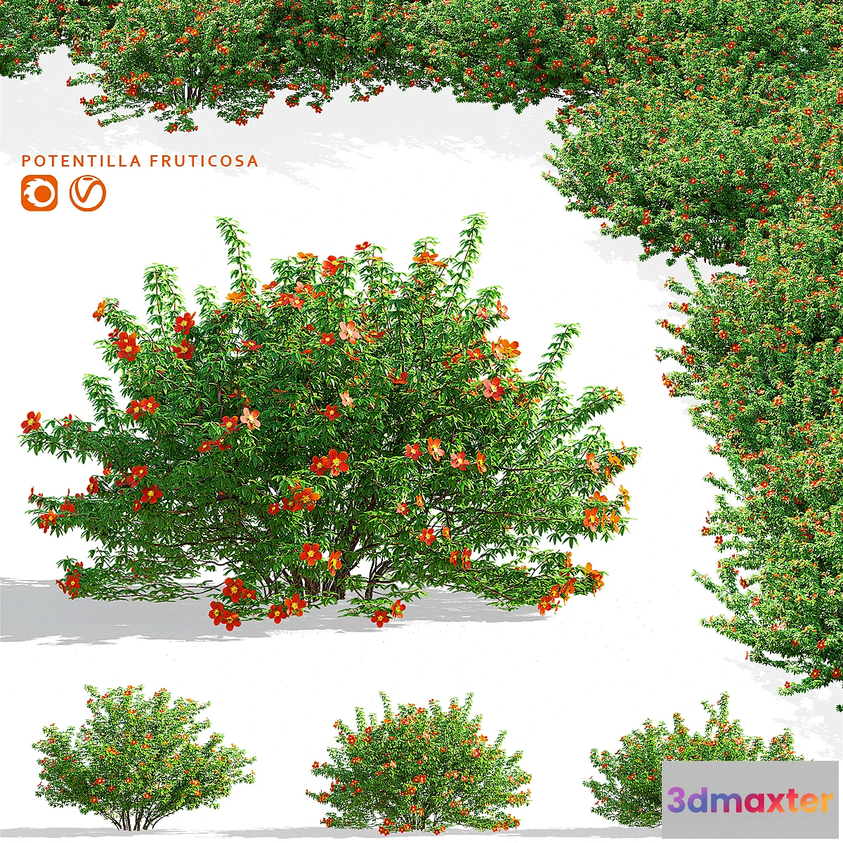 1474420 - Red shrubby cinquefoil  Potentilla fruticosa 3D Max