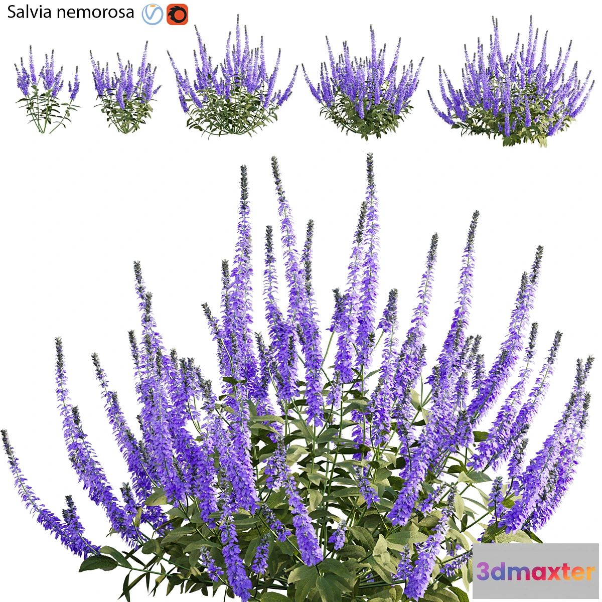 1475626 - Salvia nemorosa 3D Max