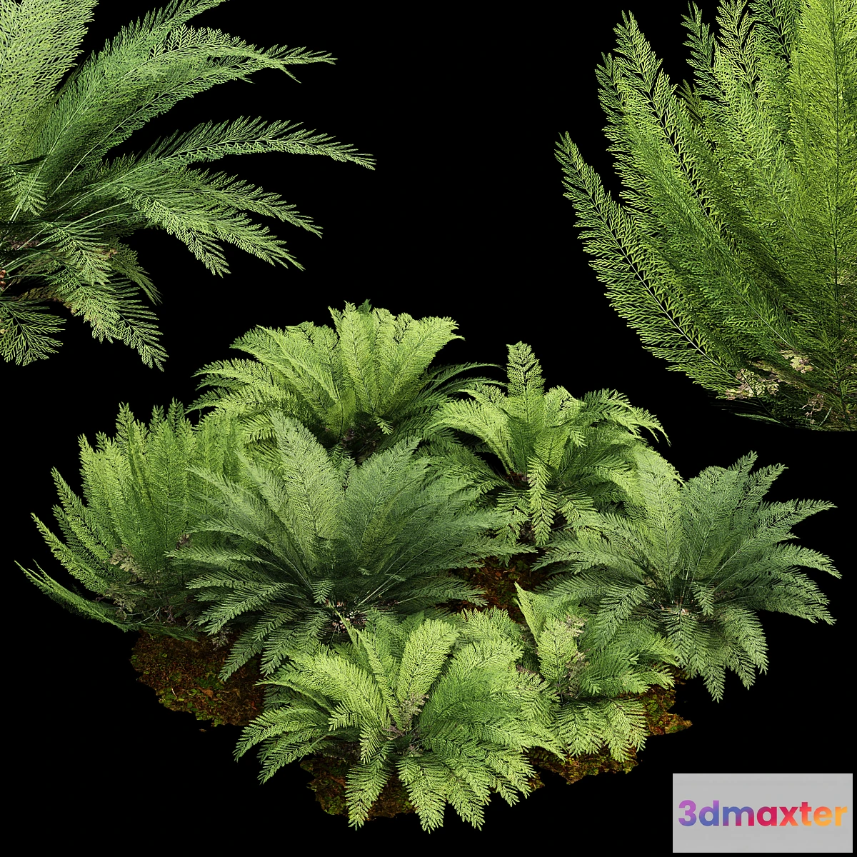1477454 - Mother spleenwort Fern Asplenium bulbiferum 7Models 3D Max