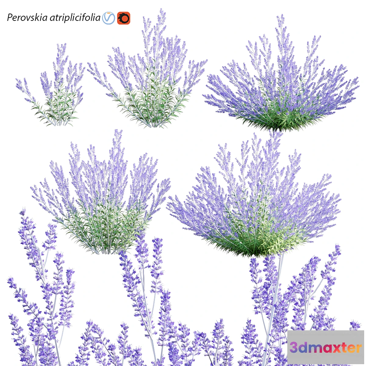 1477510 - Perovskia atriplicifolia  Russian Sage 3D Max