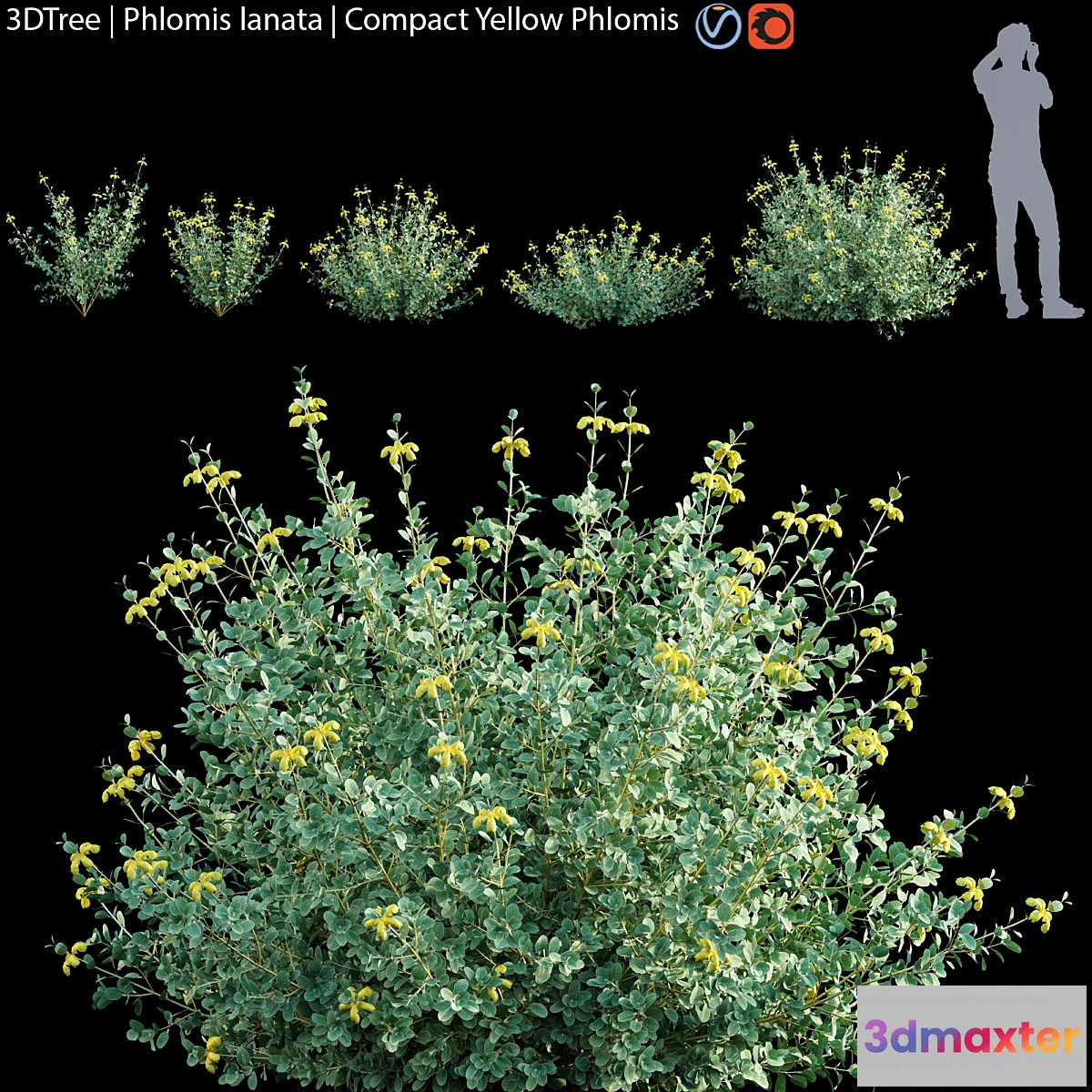 1477920 - Phlomis lanata  Compact yellow phlomis 3D Max