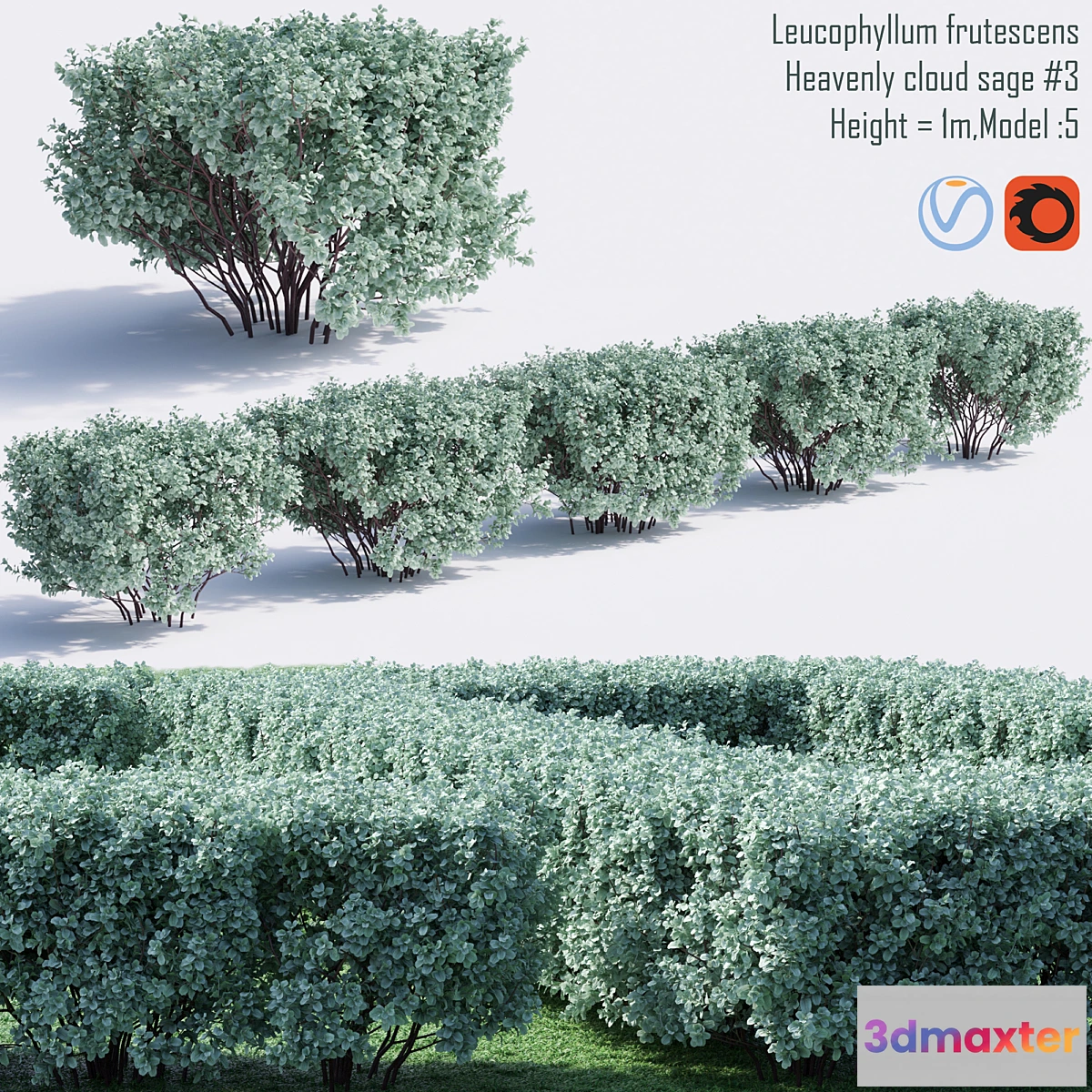 1478984 - Heavenly cloud sage  Leucophyllum frutescens # 4 3D Max