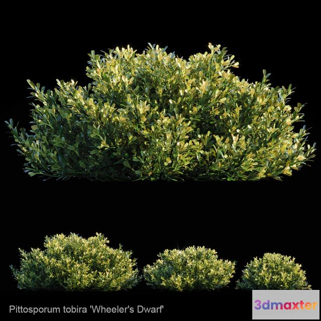 1538648 - Pittosporum Tobira 3D Max