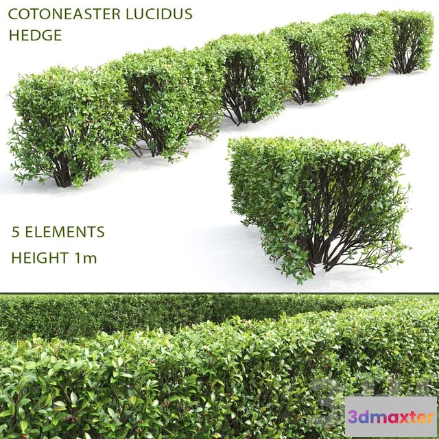 1543917 - Cotoneaster shiny hedge # 4 3D Max
