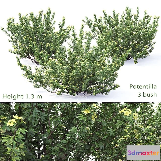 1544433 - Potentilla bush # 1 3D Max