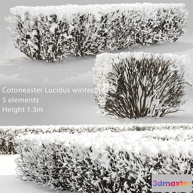 1545221 - Cotoneaster lucidus. Winter hedge # 3 3D Max