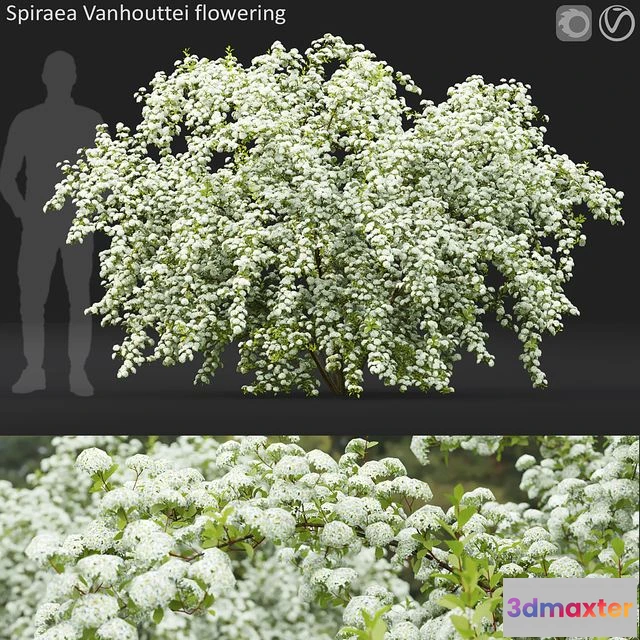 1547642 - Spiraea Vanhouttei 3D Max