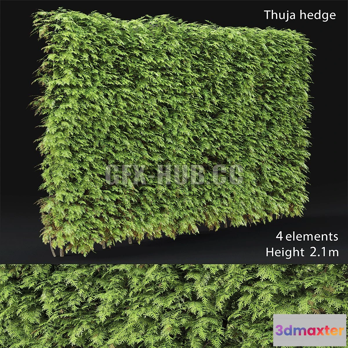 1547869 - Thuja hedge 3D Max