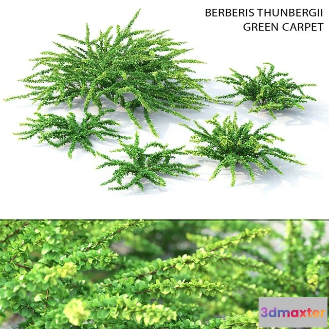 1549751 - Barbaris Tunberga Green Carpet 3D Max