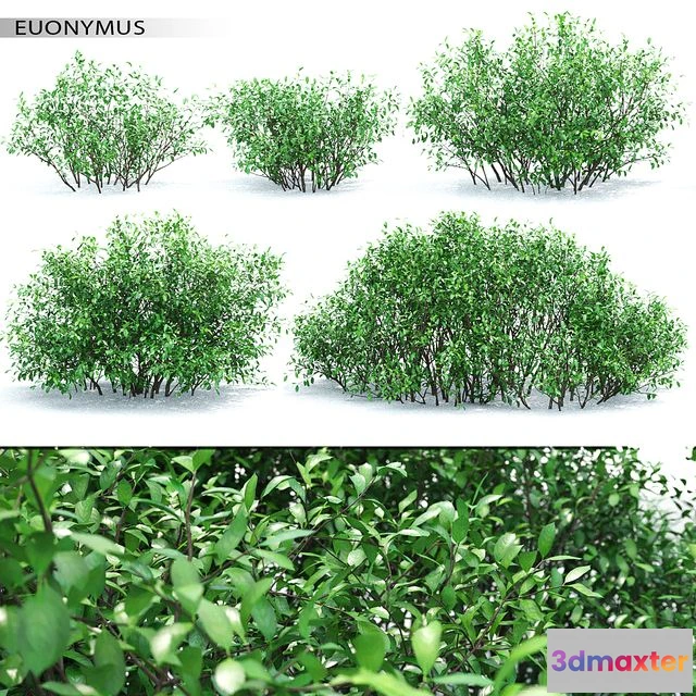 1551287 - Euonymus 3D Max
