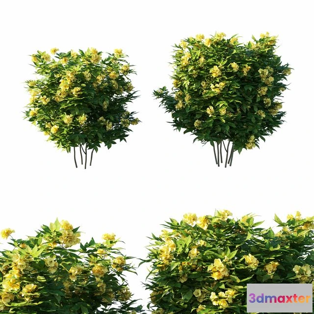 1552671 - Tecoma stans tree 3D Max