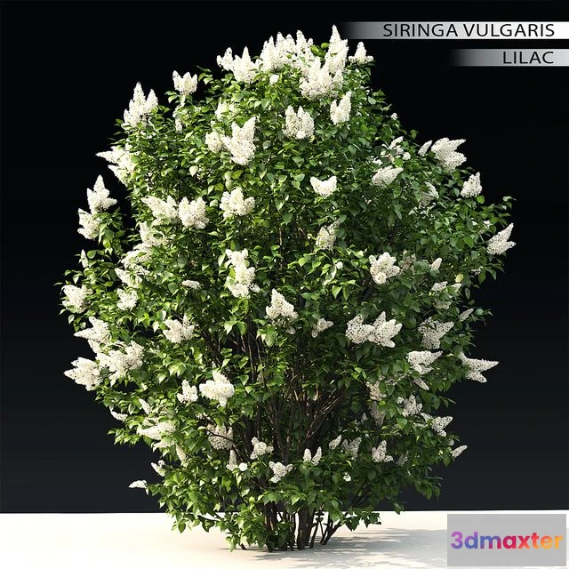 1553401 - Lilac flowering #3 3D Max