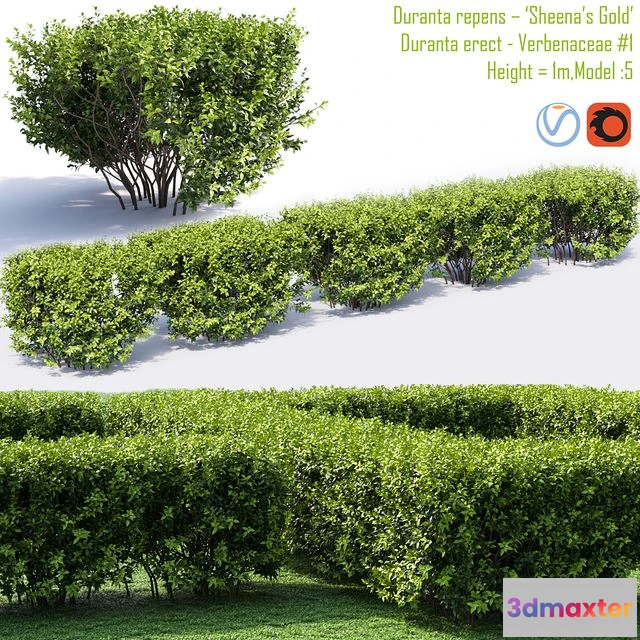 1557525 - Duranta repens - Sheena’s Gold- Duranta erect 1 3D Max