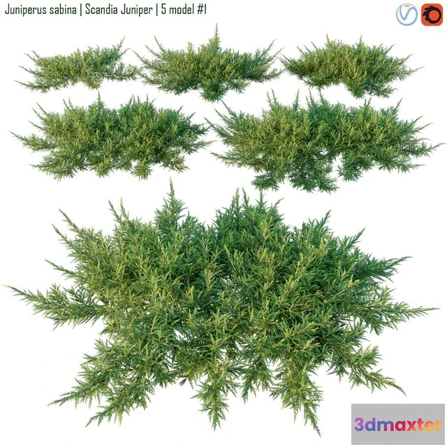 1557577 - Juniperus sabina Scandia juniper 3D Max