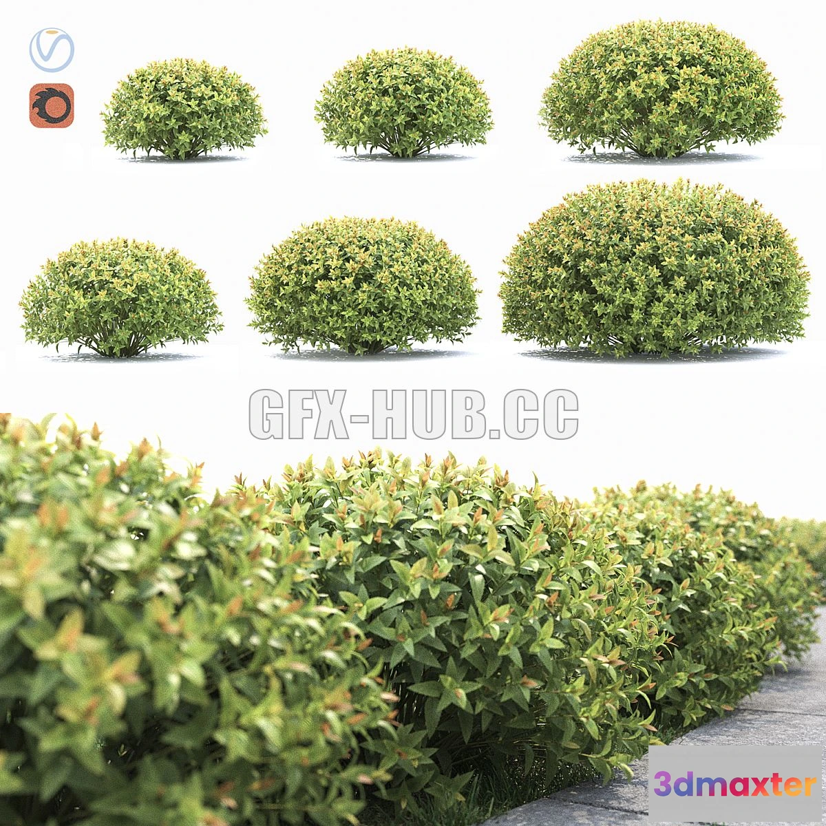 1557809 - Spiraea japonica 3D Max