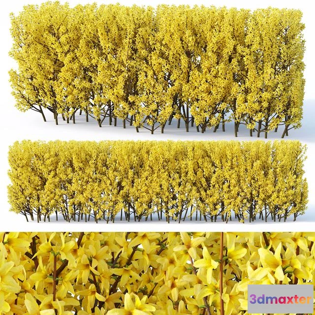 1559419 - Forsythia Medium Forsythia intermedia 3D Max