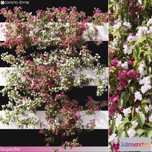 1561152 - Bougainvillea 06 3D Max