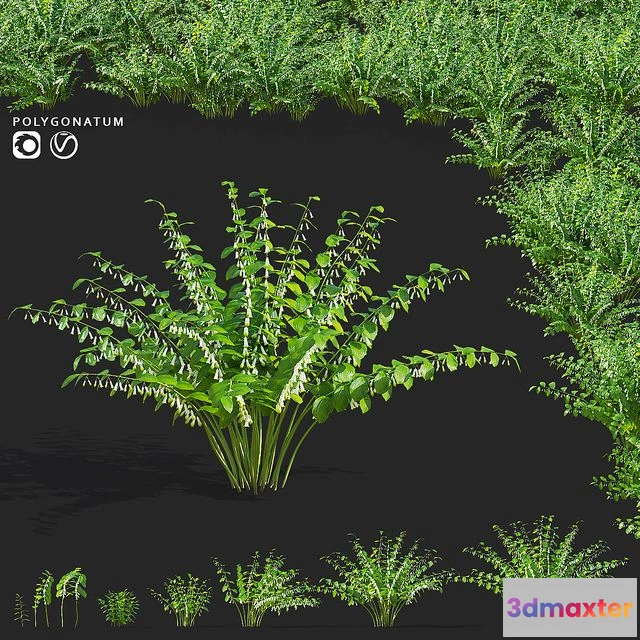 1561709 - Kupena flowers Polygonatum 3D Max