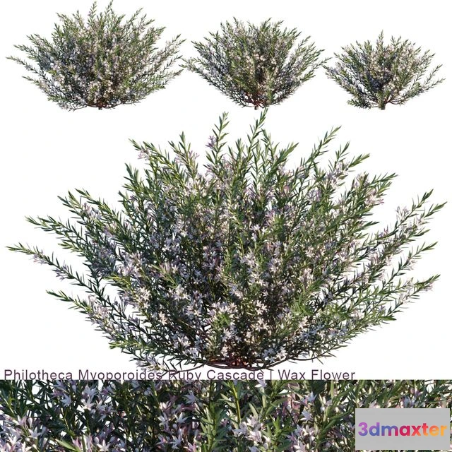1562423 - Philotheca Myoporoides Ruby Cascade Wax Flower # 2 3D Max