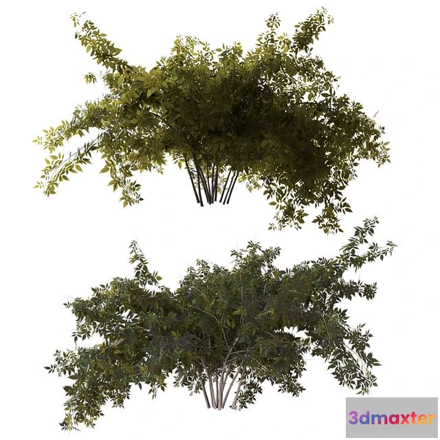 1562843 - Bush 3D Max
