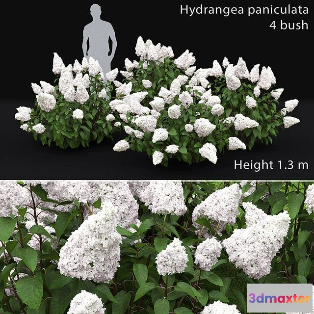 1563862 - Hydrangea Paniculata 3D Max