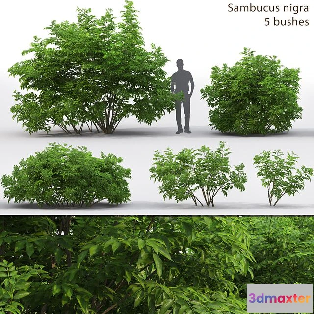 1565414 - Elderberry Sambucus nigra # 3 3D Max