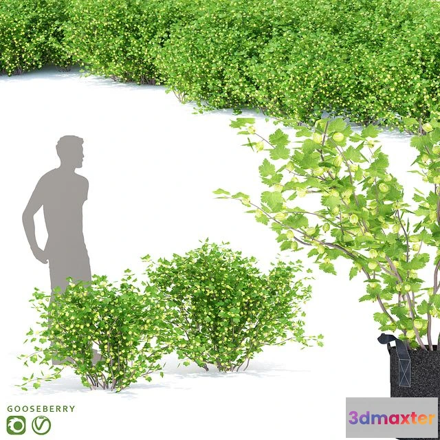 1565448 - Gooseberry bushes Gooseberry 3D Max