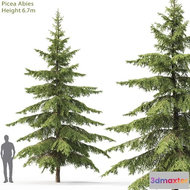 1569678 - Spruce 002 3D Max