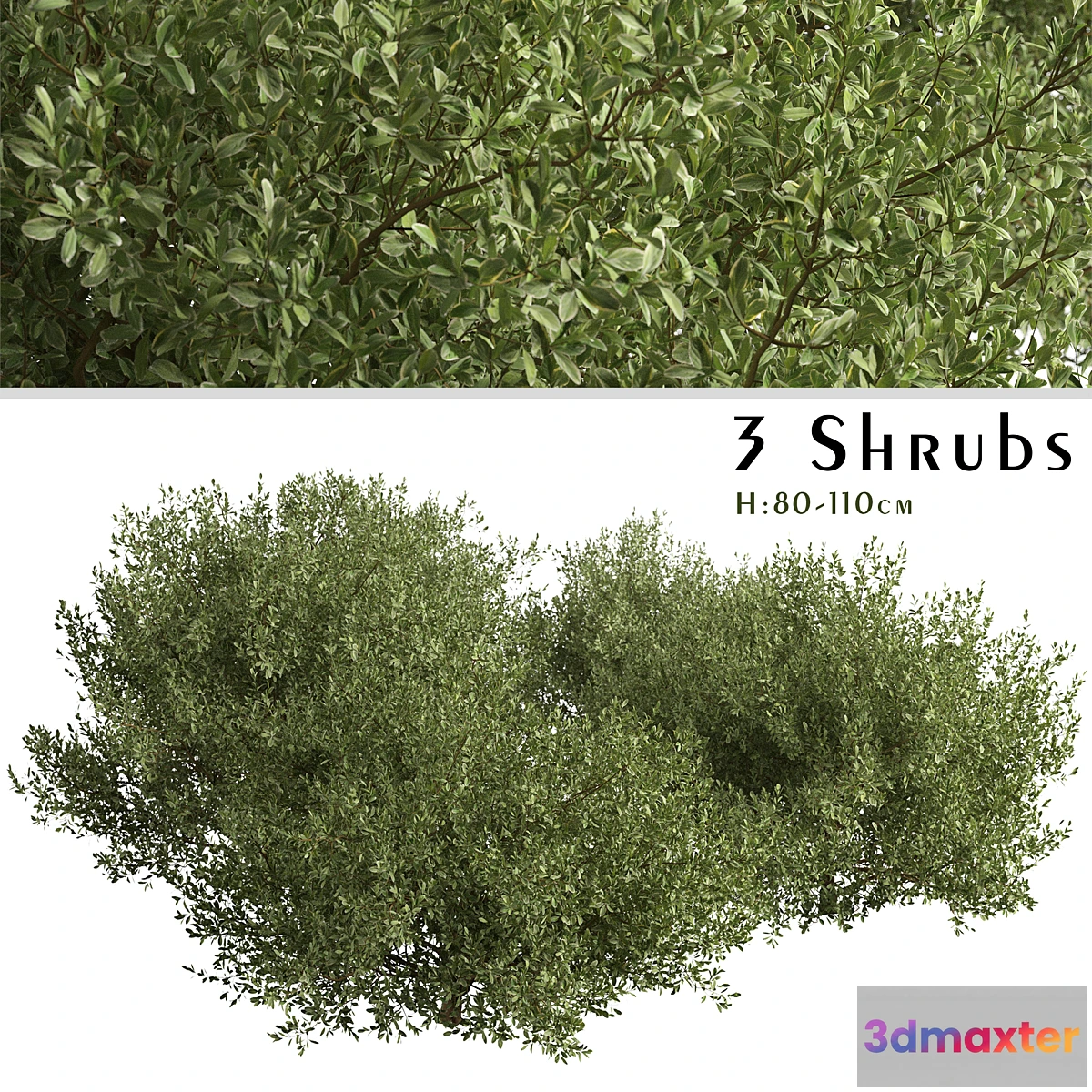 543229 - Set of Buxus bodinieri Shrubs (Buxus) (3 Shrubs)