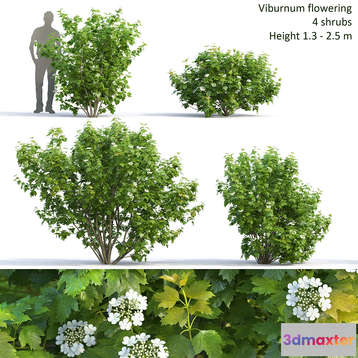 543235 - Viburnum