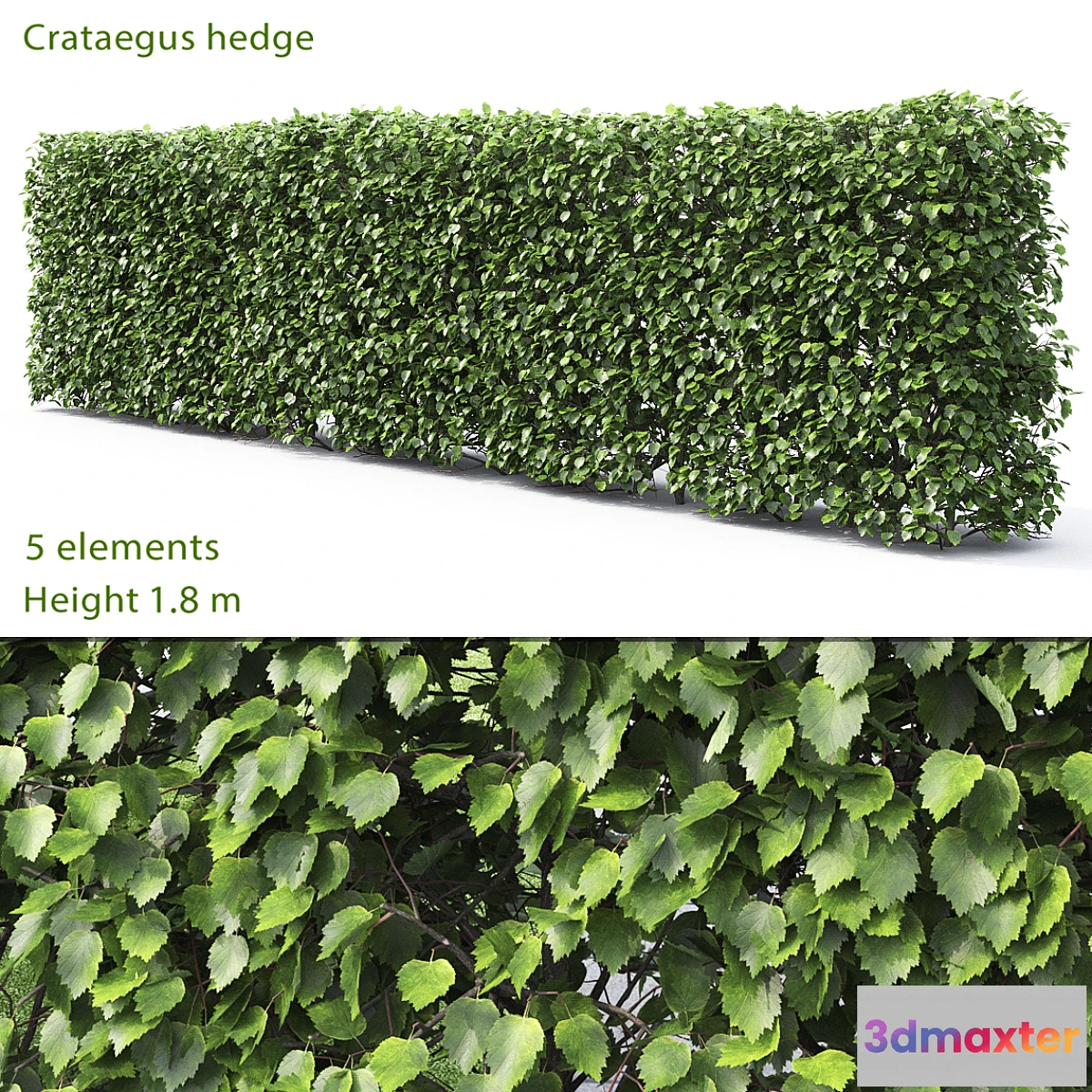 572182 - Crataegus hedge # 2 (1.8m)