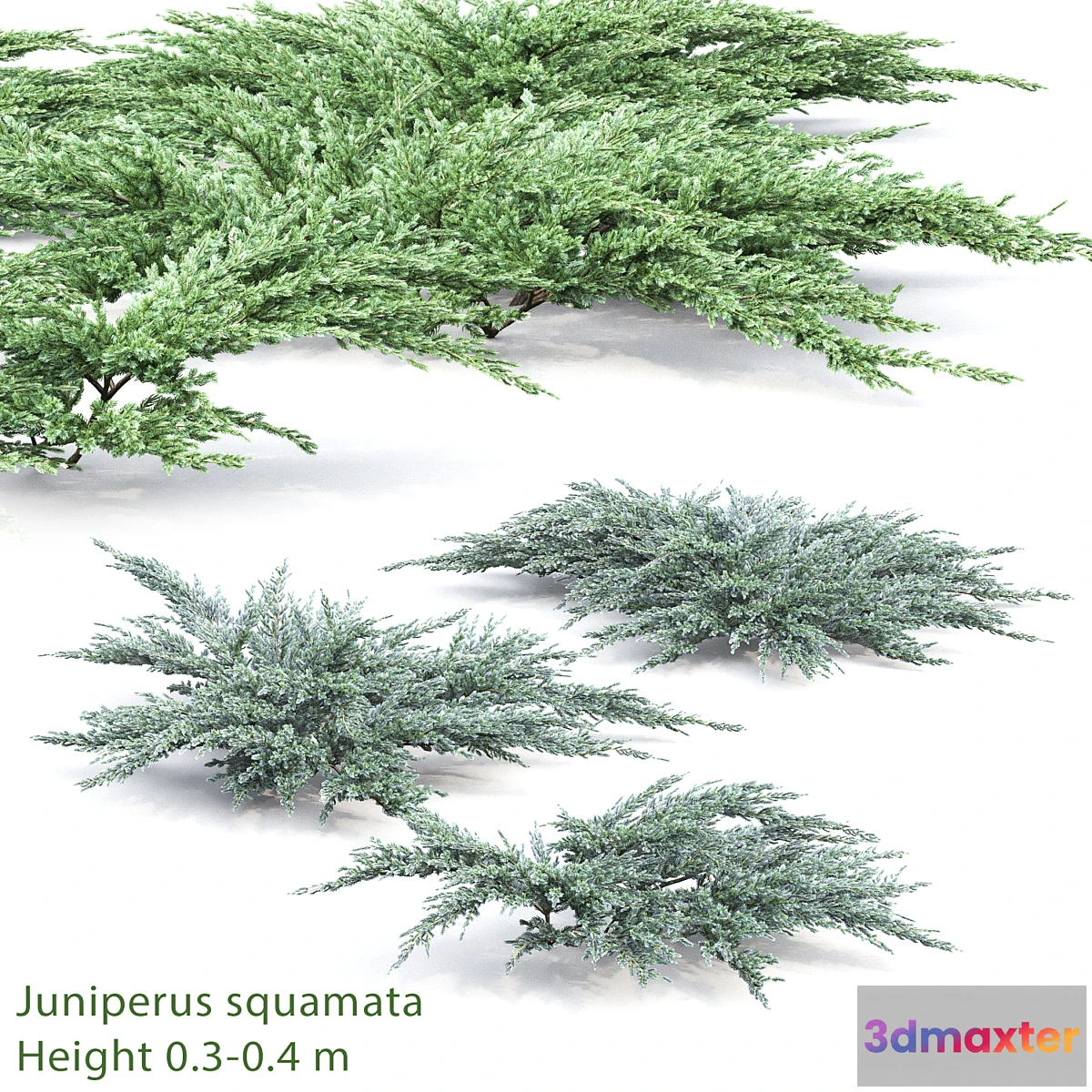 572190 - Juniperus squamata # 2