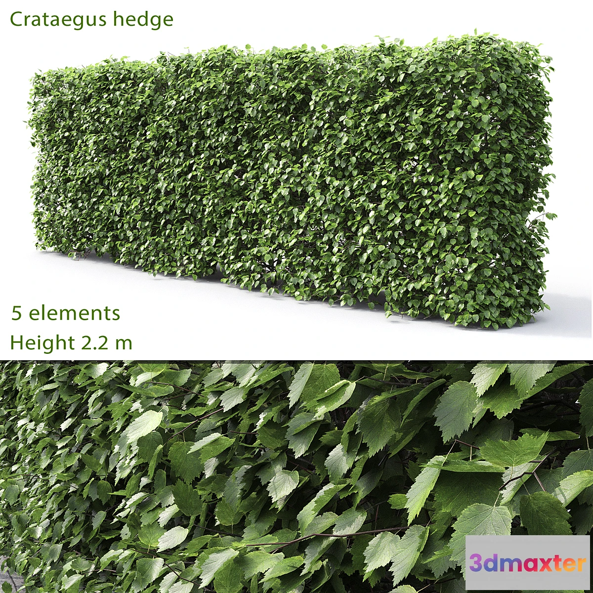 572200 - Crataegus hedge (2.2m)