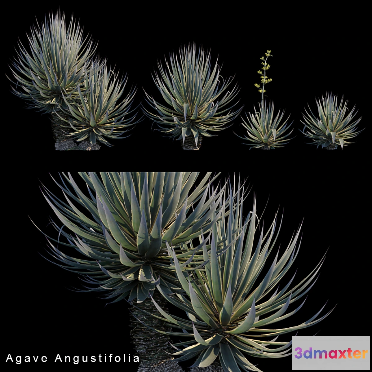 573270 - Agave Angustifolia