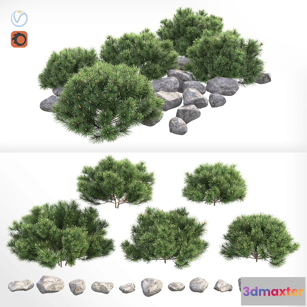 582722 - Pine - No.20