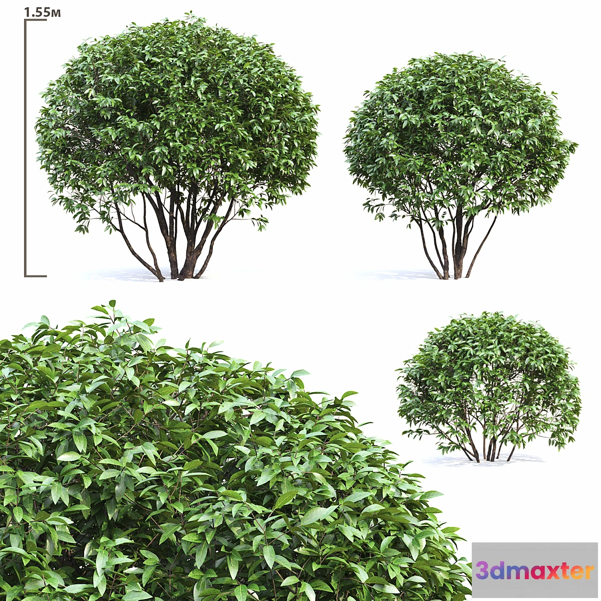 582794 - Ligustrum shining (Biryuchina)