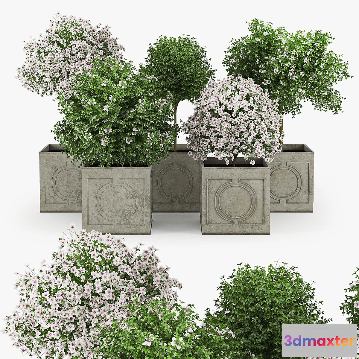 617959 - Hibiscus White